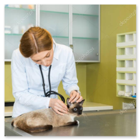 Logo clinica veterinaria partner 3