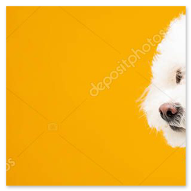 Volontaria che spazzola un cane al rifugio