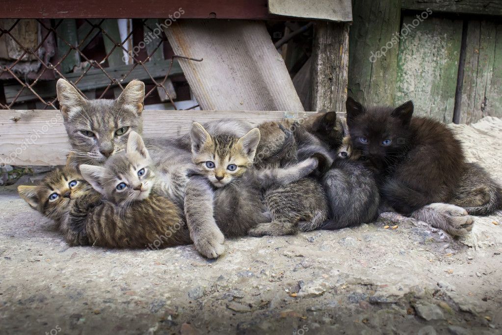 Gatto tigrato che osserva dalla finestra
