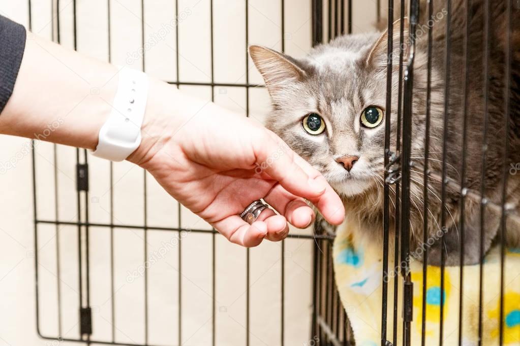 Gatto in cerca di adozione che osserva curioso