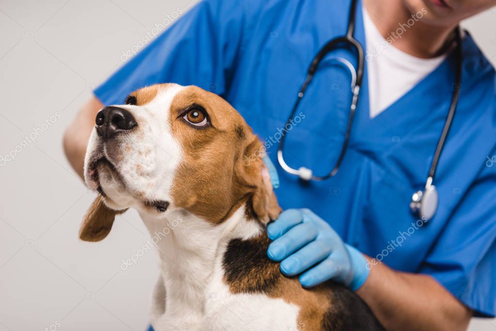 Veterinario e volontario durante una visita a un cane