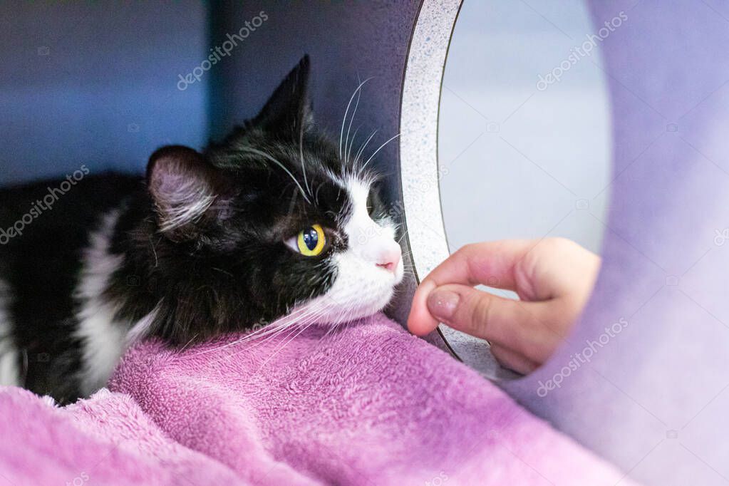 Gatto giovane curioso su un tiragraffi